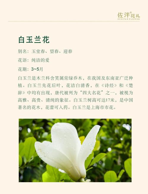 白玉兰花的寓意和象征具体代表什么深层含义？