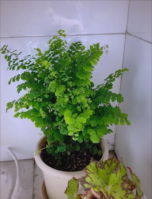铁线蕨在风水上有哪些具体好处？它的摆放对家居风水有何影响？