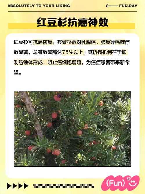 房前屋后种红豆杉对风水和健康有好处吗？