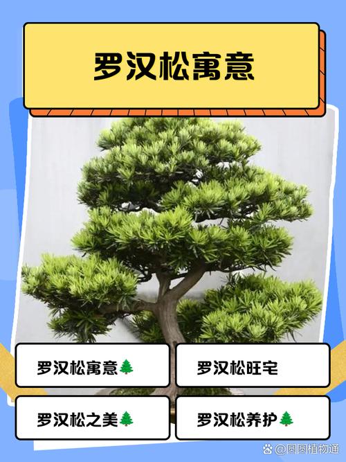 松树风水禁忌具体有哪些需要注意的事项？