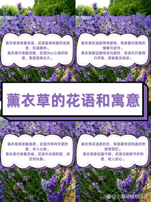 薰衣草的象征人生意义具体体现在哪些方面它有什么深刻的寓意呢？