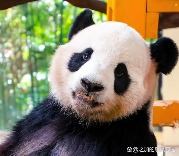 孕妇梦见熊猫仔有什么特别的征兆或含义？