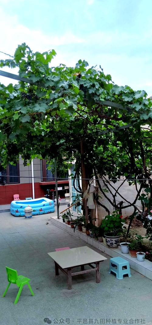 葡萄树在院子里种植如何选择风水宝地？