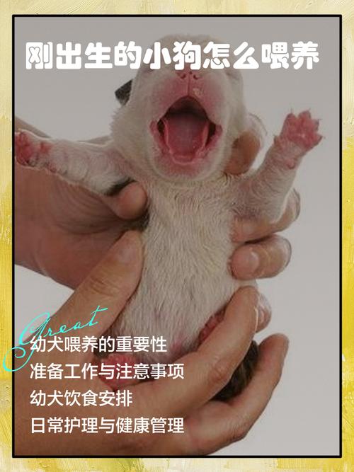 生个狗年宝宝对小孩成长有特别好处吗？