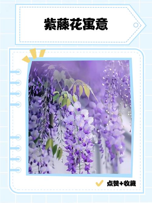 紫藤花的寓意和禁忌分别是什么？