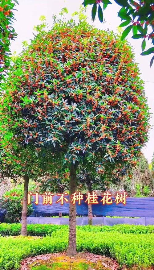 家门口桂花树风水寓意如何？对家居运势有啥影响？