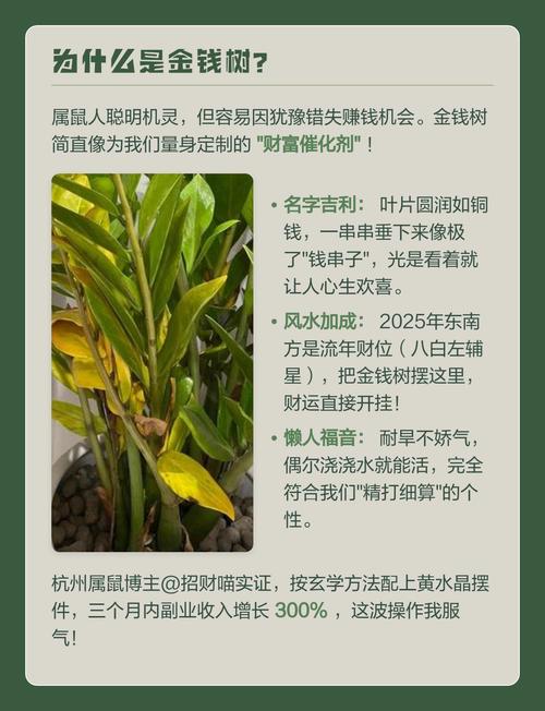 属鼠的人适合养哪些植物，既嫩旺财又带来好运？