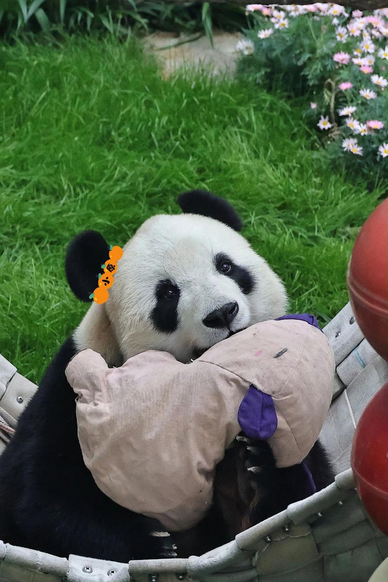 梦见会飞的熊猫是什么吉凶预兆？