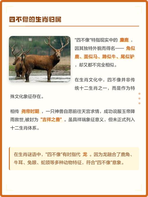 四不像在十二生肖中究竟对应哪个生肖？