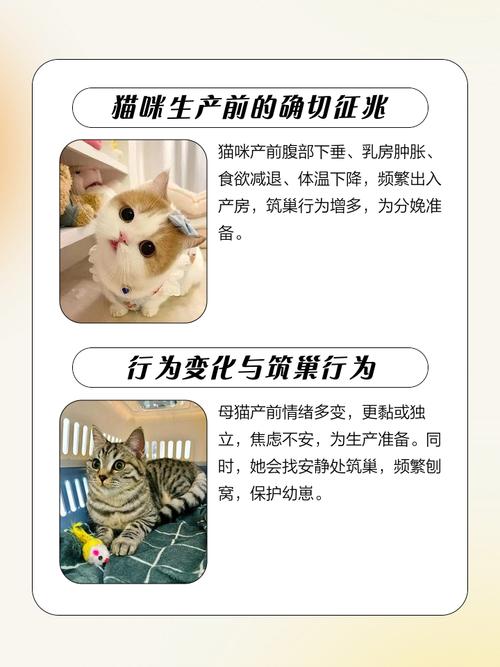 梦见小猫生了好多猫仔是什么预兆或象征？