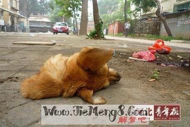 梦见杀狗见血预示着什么不祥的征兆或即将发生的不幸事件？
