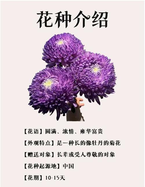 牡丹菊花搭配的寓意究竟有哪些深层含义？