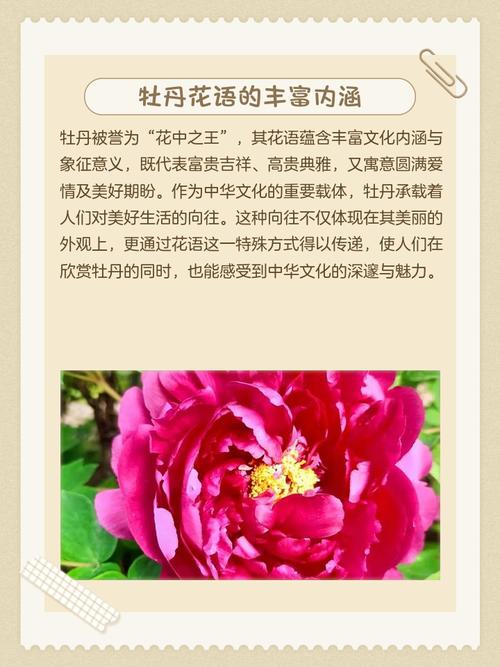 牡丹象征着哪些品质和精神？其背后蕴含了怎样的精神内涵？