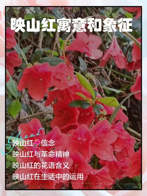红色究竟象征着什么深层含义和广泛寓意？