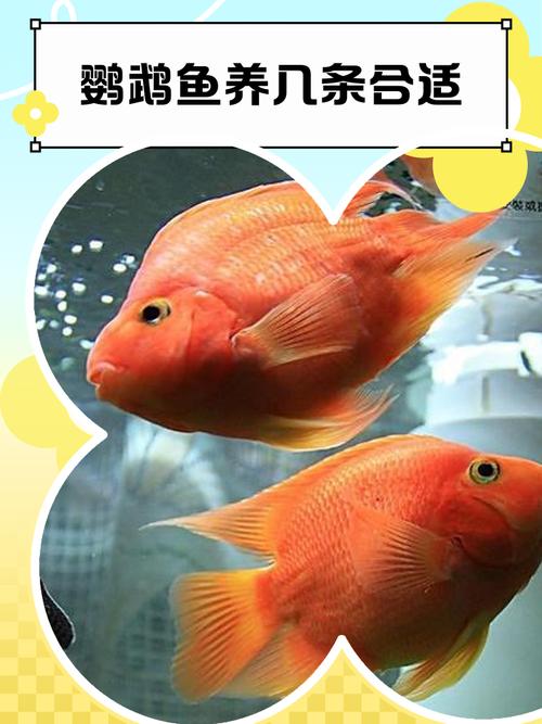 风水鱼养几条鹦鹉鱼最旺财？是单条还是多条？