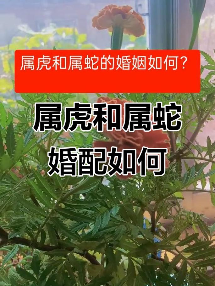 属虎和属蛇的婚配是否和谐，有没有什么需要注意的？