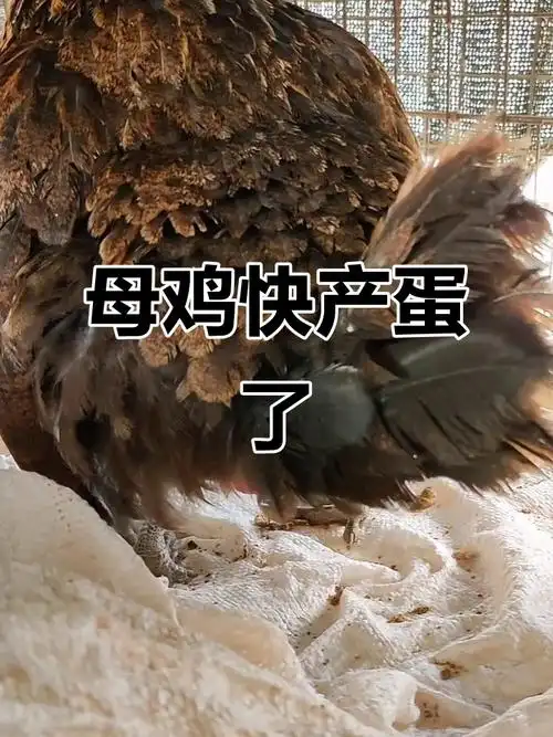 梦见母鸡下蛋蛋碎了是什么预兆或象征？