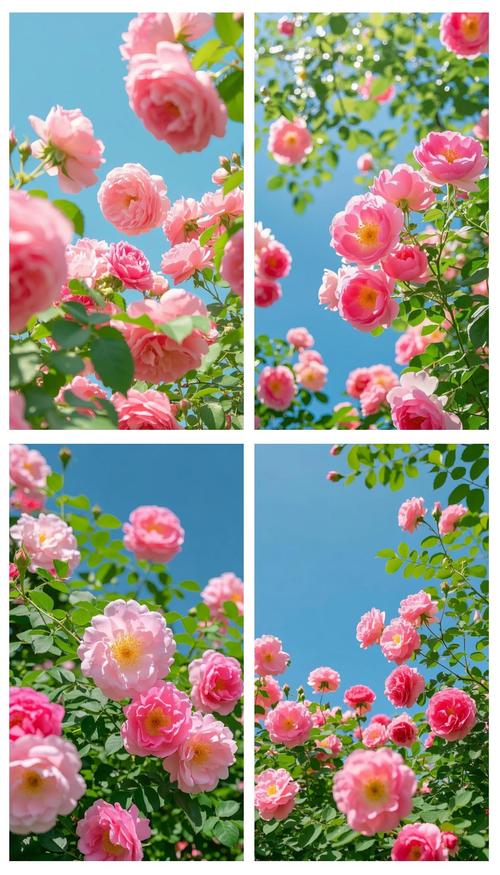 蔷薇花代表什么含义？是爱情的象征还是其他深层寓意？