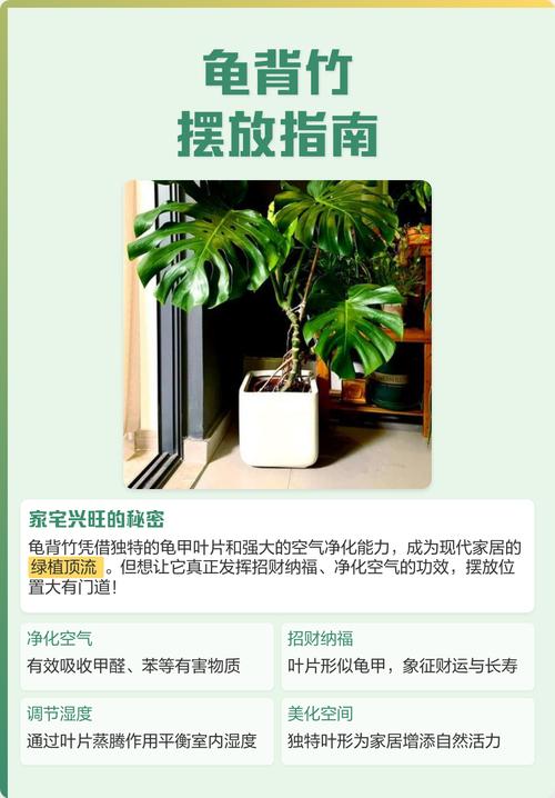室内风水植物如何避免化煞禁忌？