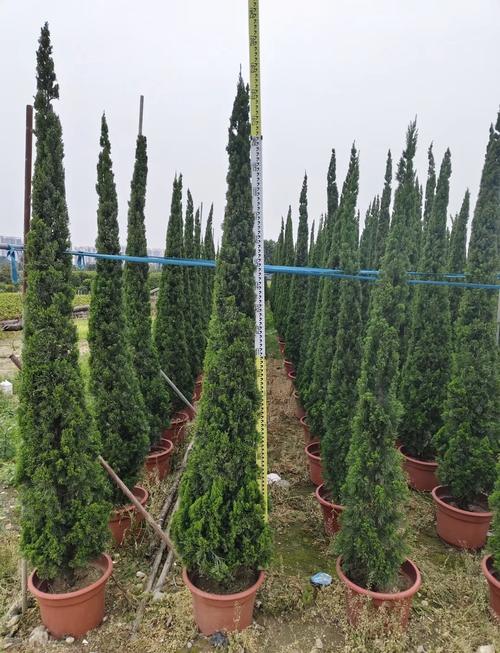 家中种植龙柏适宜吗？有哪些注意事项需要遵守？