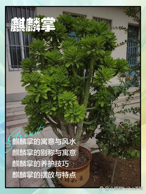 麒麟掌风水作用如何？摆放位置有哪些禁忌和讲究？