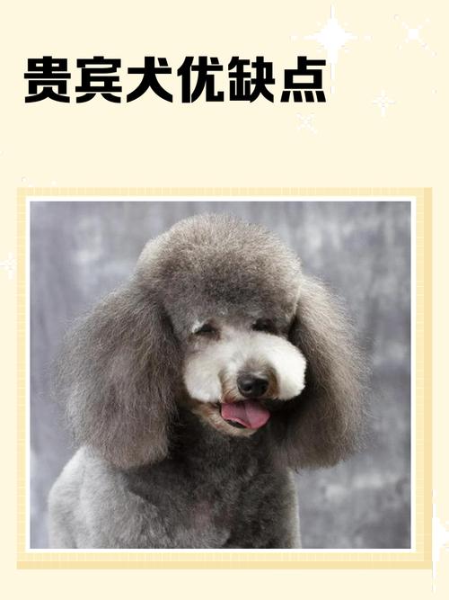 喜欢养贵宾犬的男人，他们的性格特点究竟是怎样的呢？
