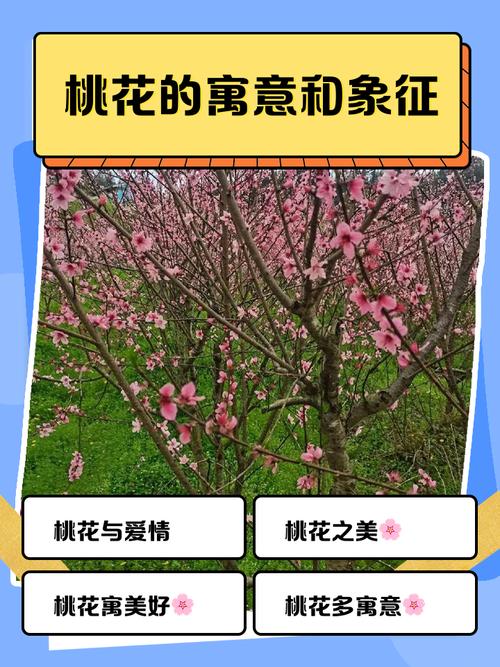过年买桃花有什么特别的寓意吗？
