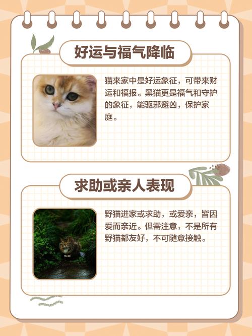 晚上陌生猫进家门，这是预示着好运降临还是不祥之兆呢？