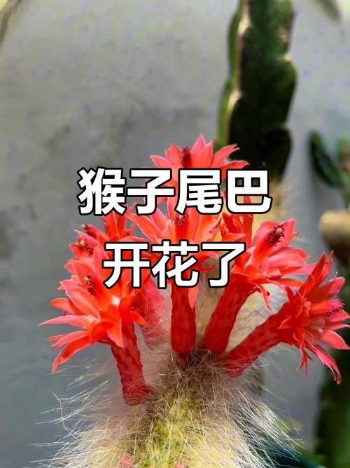 属猴人的幸运花是什么？有没有一种花忒别适合属猴人？