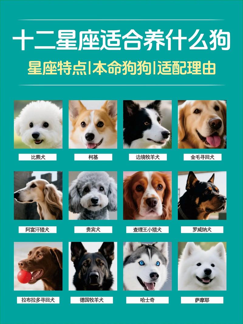 水瓶座适合养什么宠物？我家狗狗是否符合水瓶座宠物选择标准？