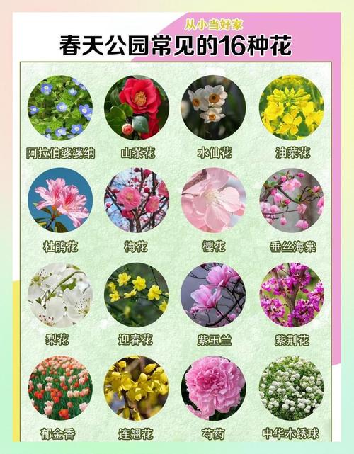 哪种花名既美丽又适合作为我的名字呢？