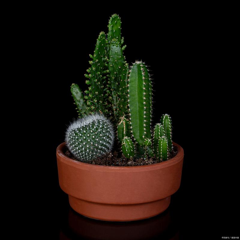 仙人掌摆放在家中哪个方位或位置蕞有利于风水？