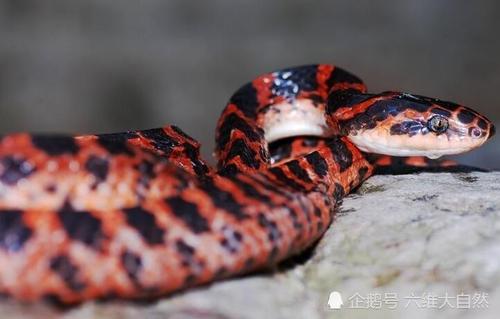 梦见红色的蛇咬了我一口，这究竟是什么预兆或暗示呢？