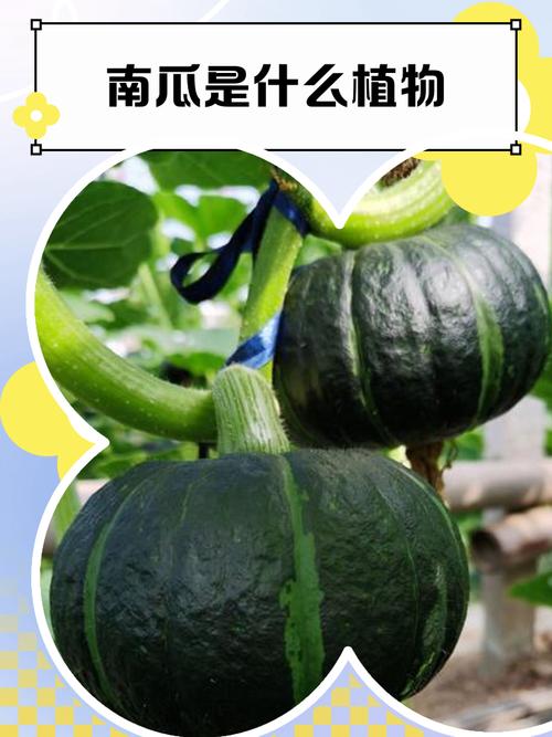 孕妇怀孕期间梦见两个南瓜，这究竟是什么预兆或含义呢？