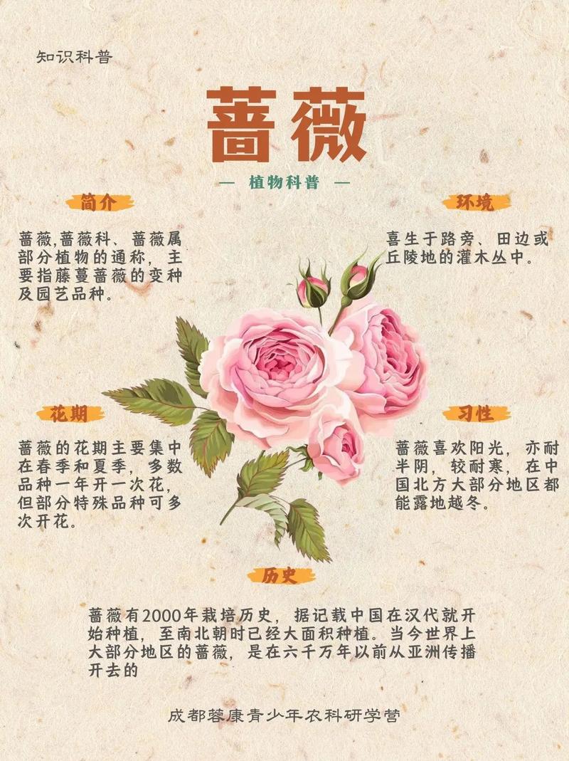 蔷薇的性格特点是什么样的人所具有的呢？