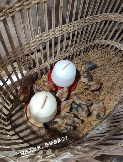金玉良缘中的良缘指的是哪种生肖动物？