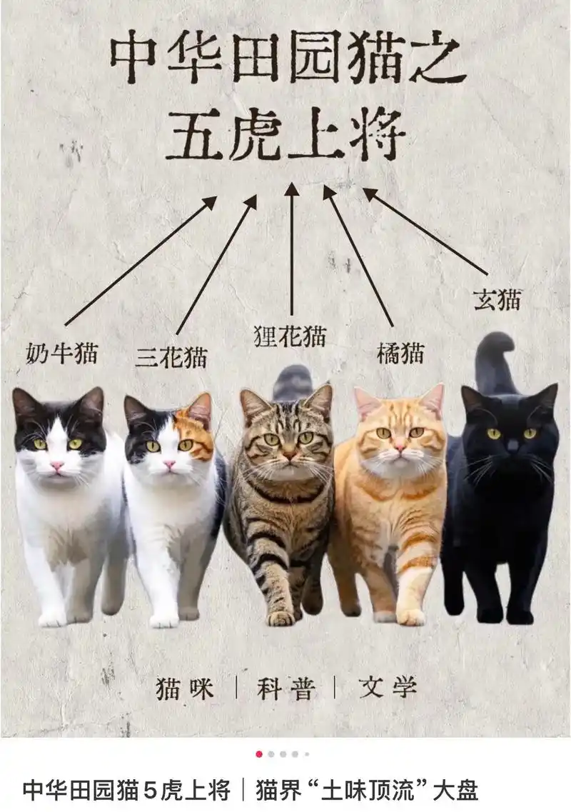 三花猫为何能招财，竟成为人们眼中的幸运象征？