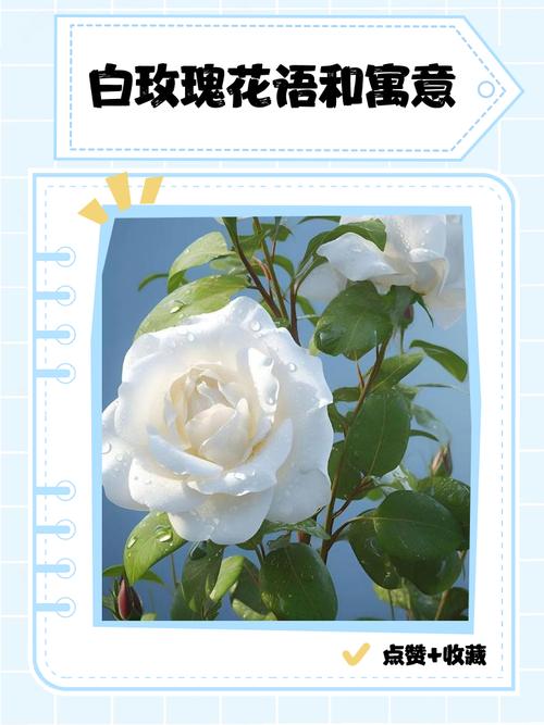 白色玫瑰寓意纯洁，适合送给哪种人？