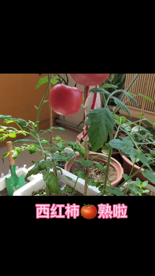周公解梦：做梦摘西红柿是什么预兆或含义？