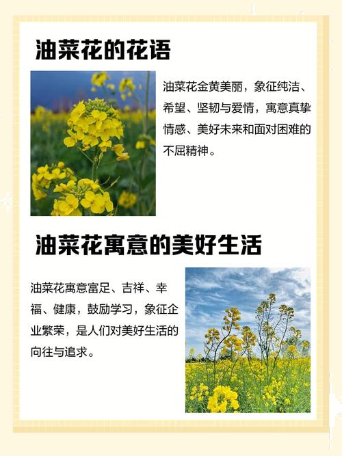 孕妇梦见油菜花有什么特殊寓意吗？