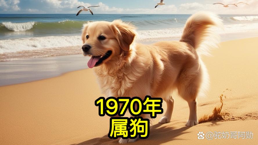 1970年属狗的人命运究竟是什么？