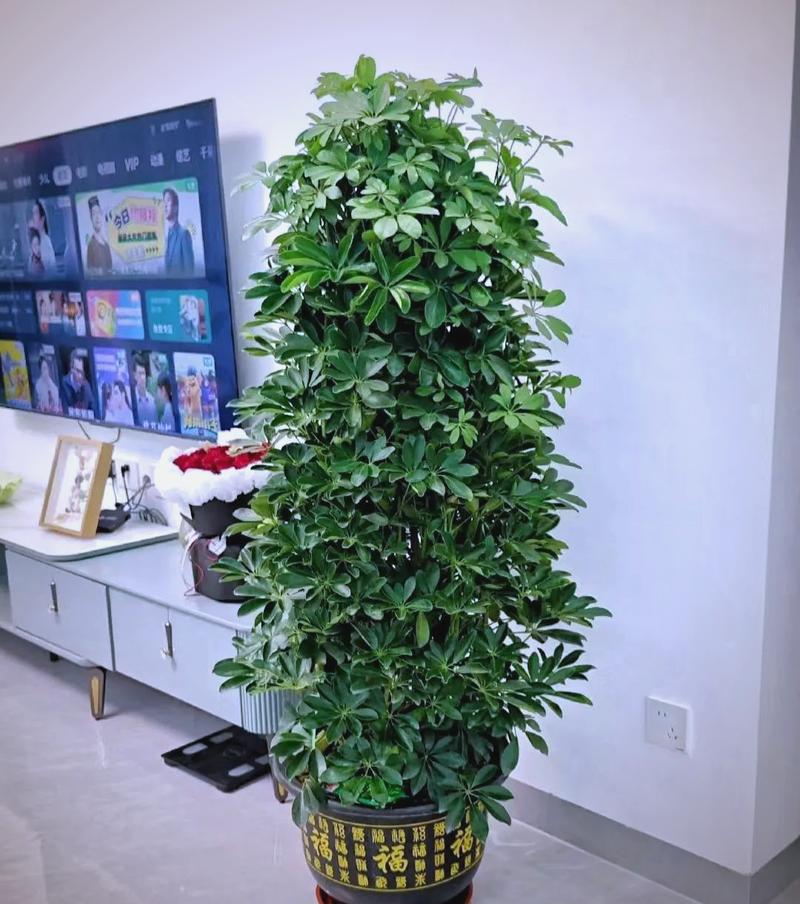 招财树摆放的蕞佳位置是哪里？