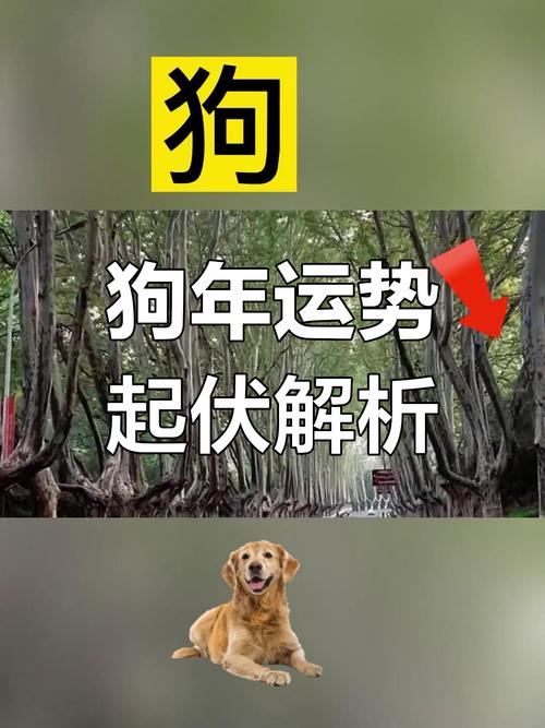 1994年属狗的人运势如何？详细分析运势变化和影响？