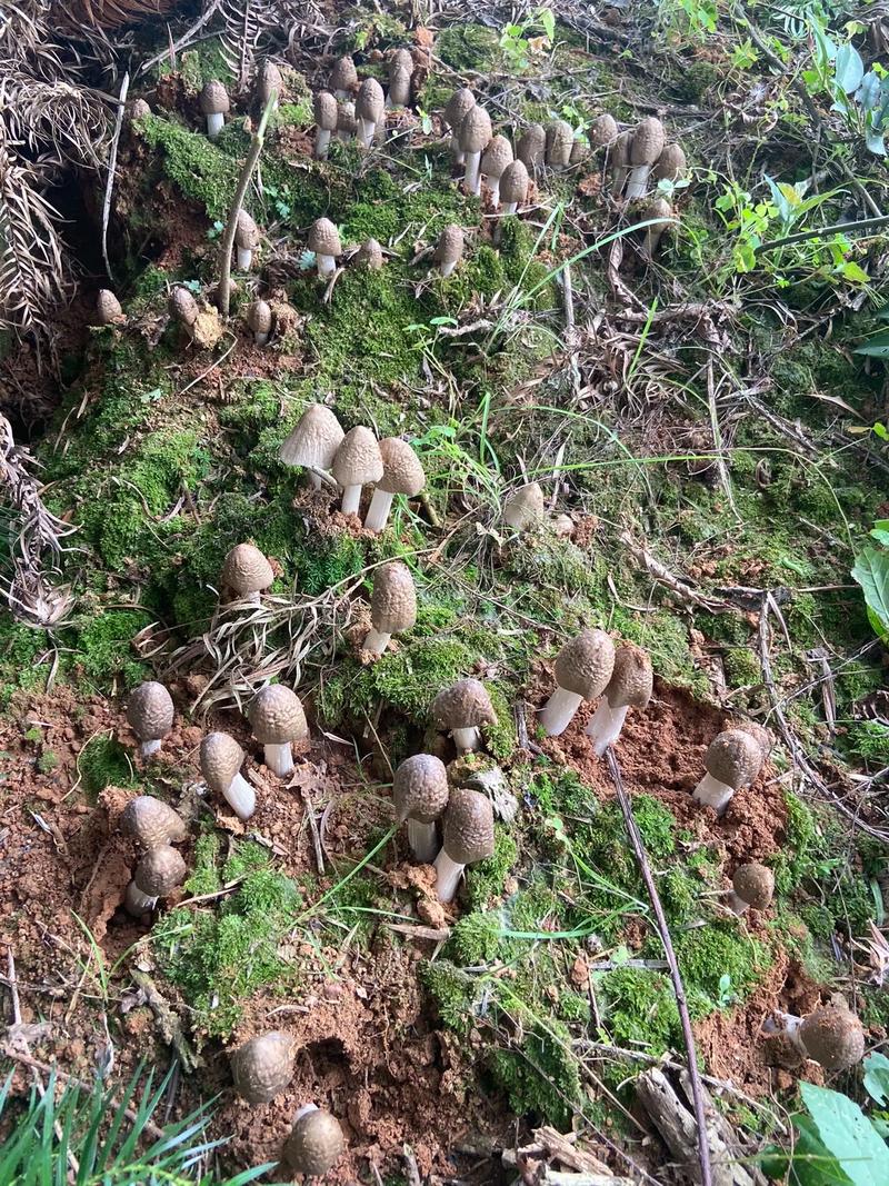 梦见老公捡到鸡枞，这预示着什么？梦见别人捡鸡枞是什么吉凶？