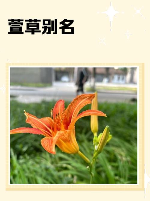 这四个字植物名字叫什么？好听的植物名称有哪些？