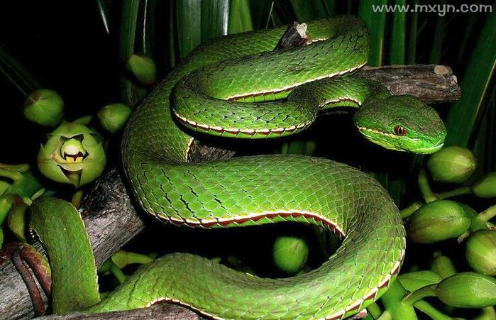 女人梦见一条绿色的蛇缠身，这预示着什么？解梦有什么含义？