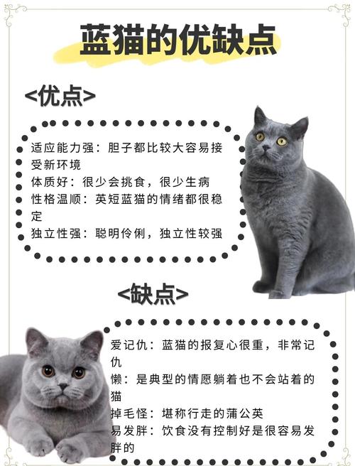 英短蓝猫起什么独特好听的名字呢？