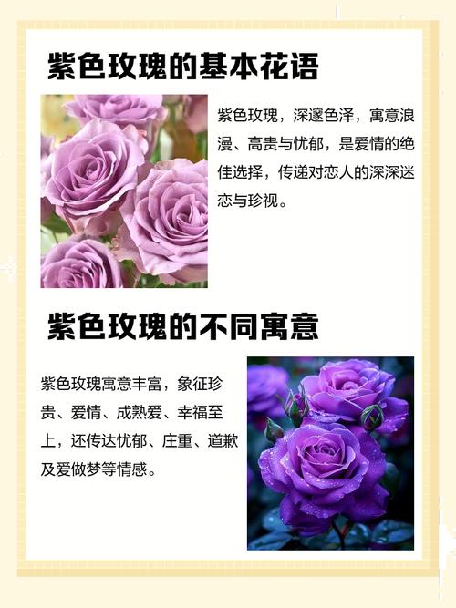 紫玫瑰的寓意究竟代表了哪些深层含义？