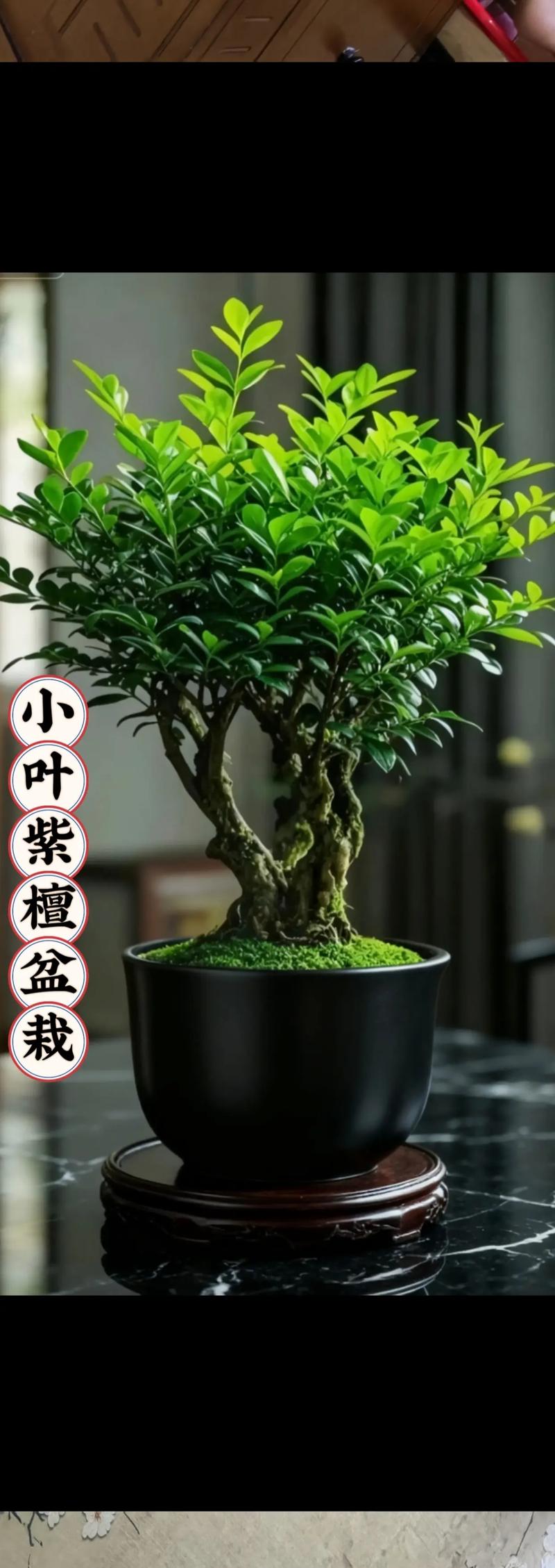 家里种小叶紫檀树有什么风水寓意和吉凶？