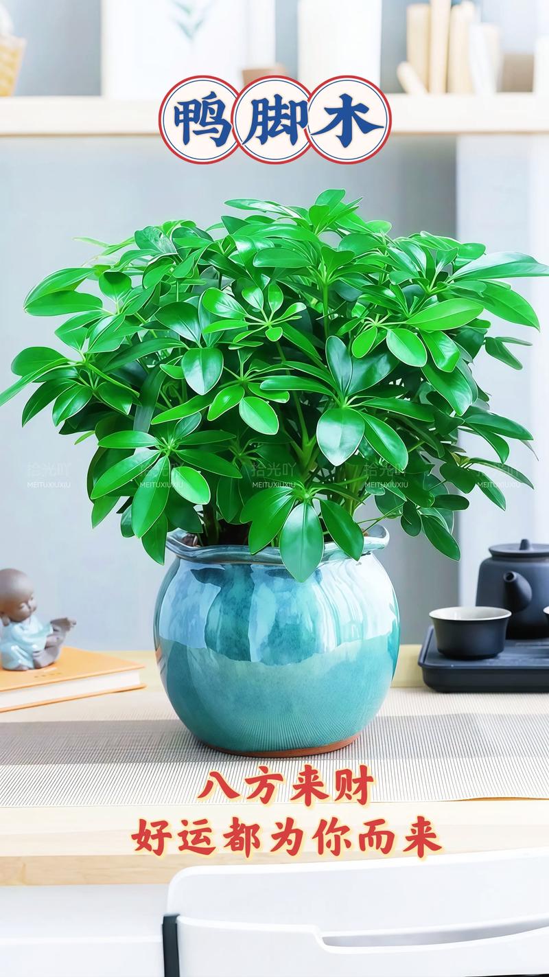 属牛人养什么植物最有利于招财进宝？